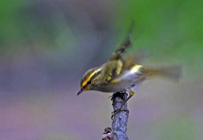 北京天坛公园的鸟类——黄腰柳莺（2）