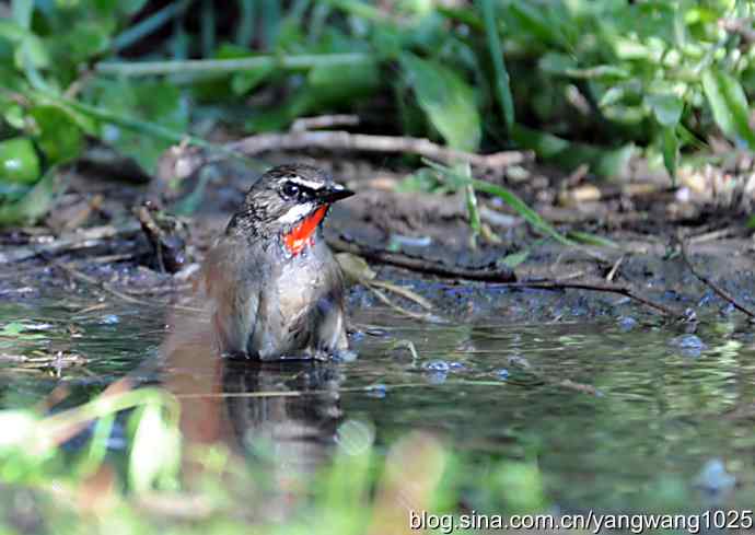 红喉歌鸲（雄性）续2