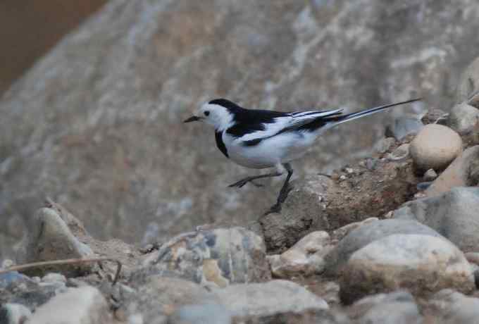 快乐打鸟 wbr wbr呼呼捏丫