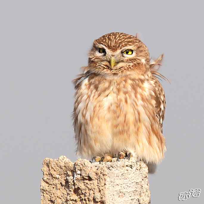 官厅水库&nbsp;wbr路&nbsp;wbr练桩的纵纹腹小鸮