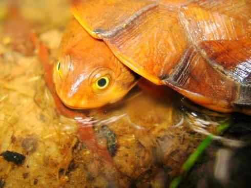 玄武：传说的兽原型探秘（玛塔龟）