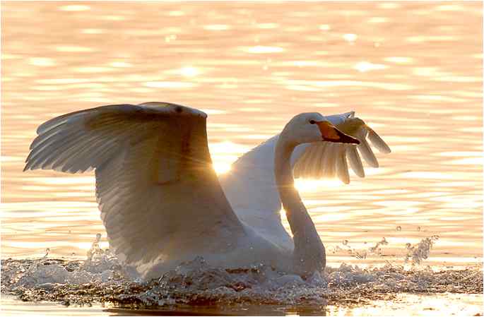 点击图片或使用键盘← →翻页