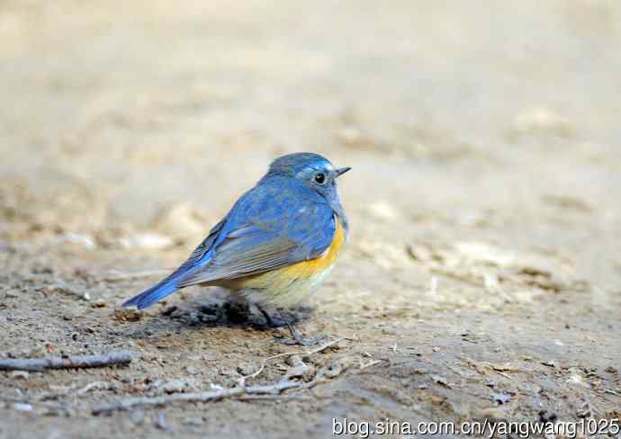 雄性红胁蓝尾鸲（5）