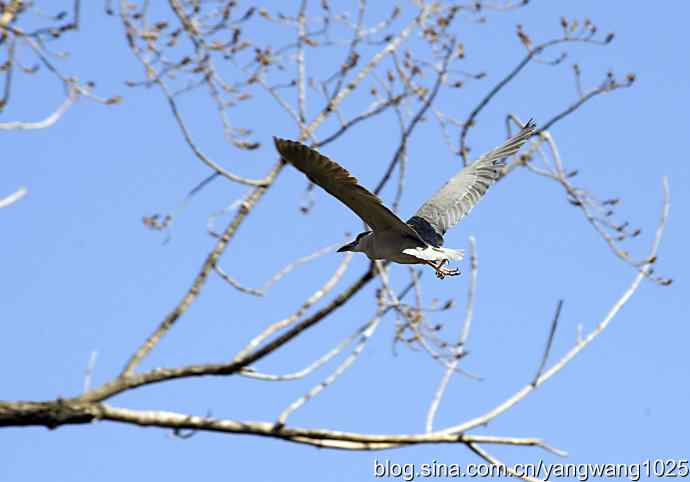 飞(夜鹭)12 飞(夜鹭)12