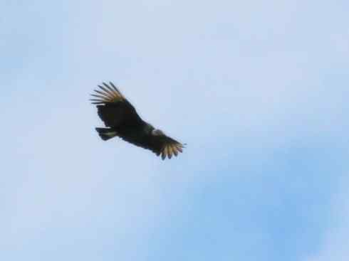 另类鸟类建筑师之一（白鹳、秃鹳）