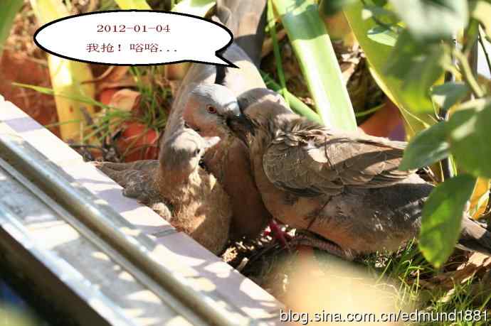 珠颈斑鸠育儿记