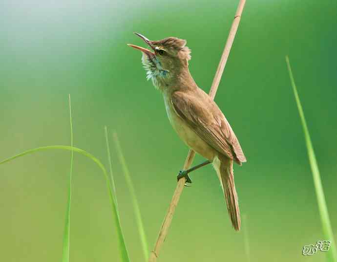 衡水湖&nbsp;wbr路&nbsp;wbr东方大苇莺