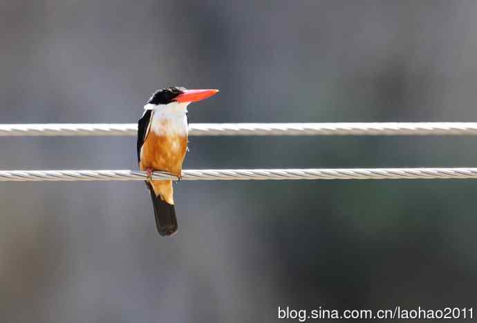 蓝矶鸫、蓝翡翠