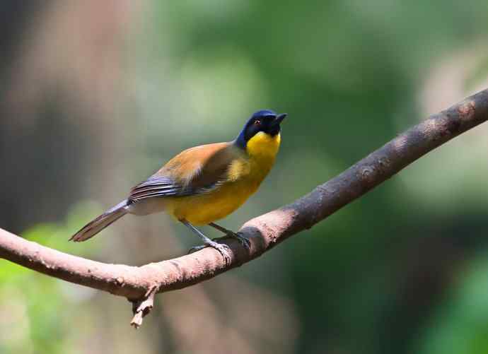 【半日相逢世界濒危小鸟---黄喉噪鹛】