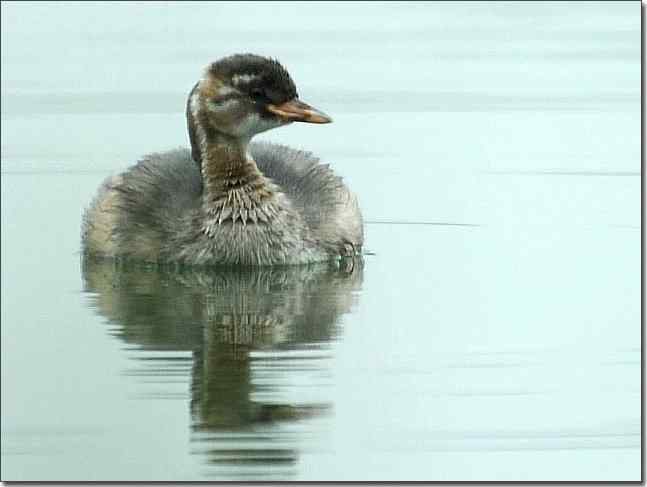奥体公园观赏小鸊鷉