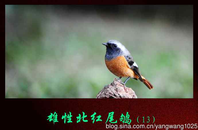 雄性北红尾鸲（13）