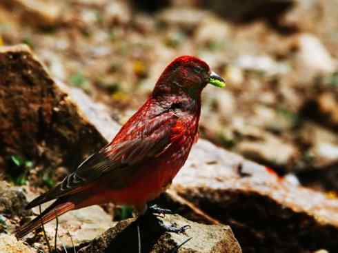 美丽无罪：雀鸟之雀类