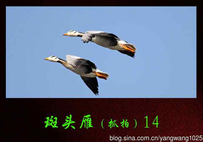 斑头雁（抓拍）14