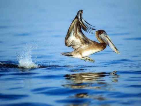猎奇：奇特的鸟喙之十