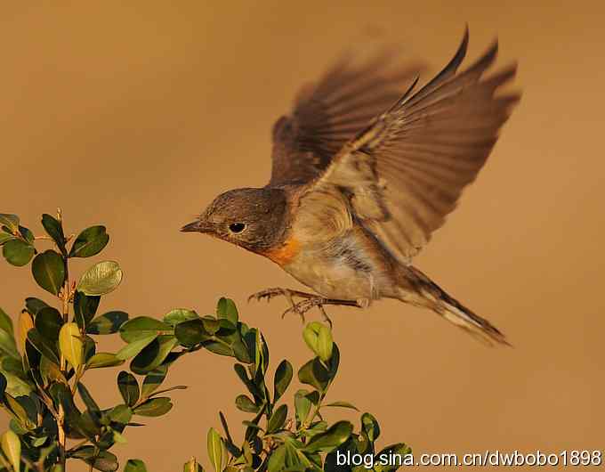 红胸姬鹟温暖的冬日