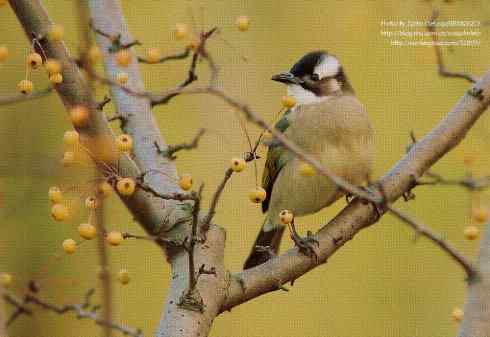 油画布风格的菜鸟白头鹎