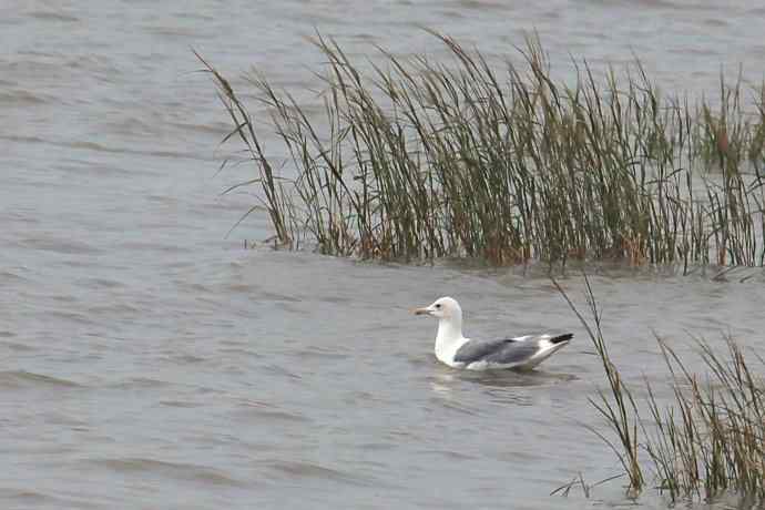 摄鸟拾趣（二十四） wbr wbr黄脚(银)鸥