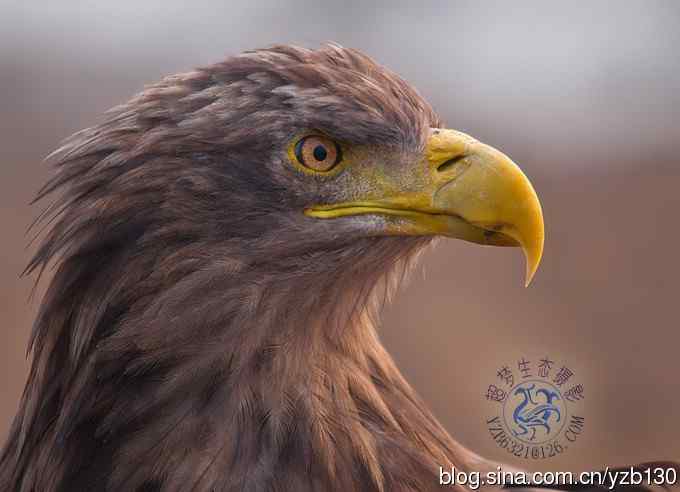 难忘断背山（组图，一个视频，20张图片）