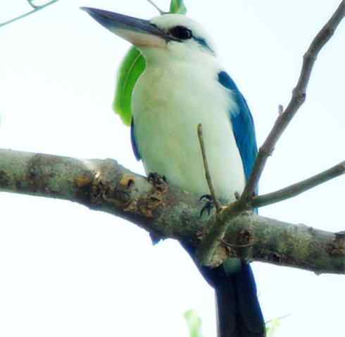 白头鸟系列：另类的美丽4