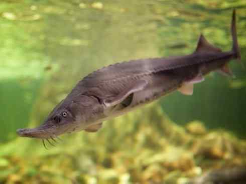 鱼类活化石：中华鲟