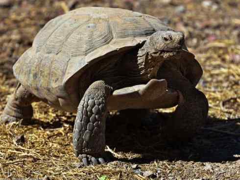 玄武：传说的兽原型探秘（象龟）