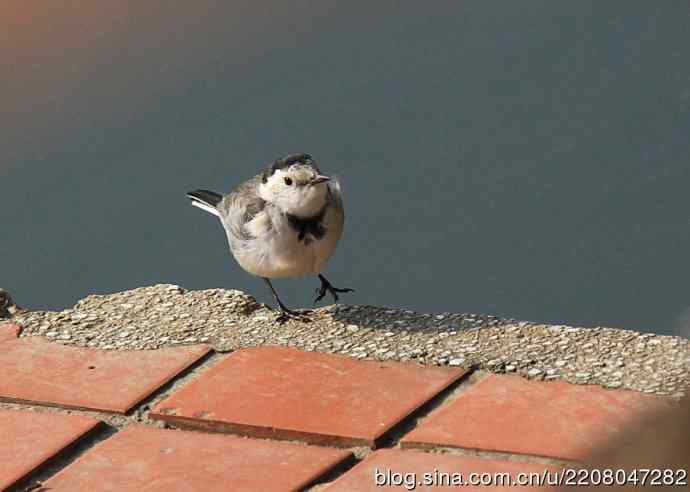 151.圣诞节送上12月份拍新鸟 151.圣诞节送上12月份拍新鸟