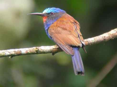 绝色攀禽：佛法僧目之蜂虎2