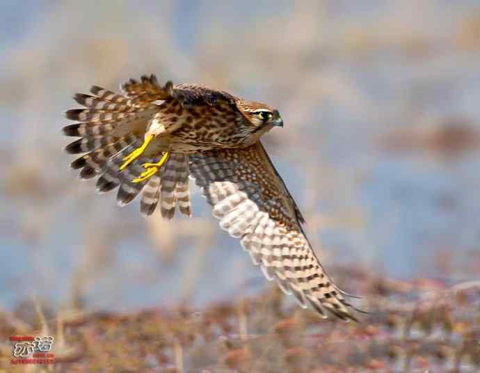 官厅水库 wbr路 wbr灵动的灰背隼 官厅水库 wbr路 wbr灵动的灰背隼