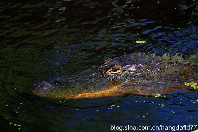 美国短吻鳄 美国短吻鳄