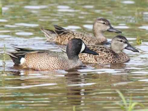 雁鸭之最之八（海番鸭、琵嘴鸭、绿翅鸭、鹊鸭）