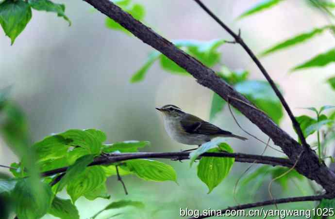 黄眉柳莺(7) 黄眉柳莺(7)