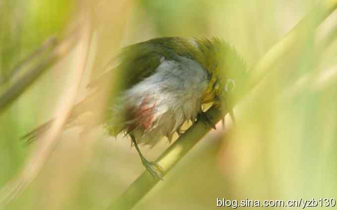 第一次遇到绣眼鸟(组图) 第一次遇到绣眼鸟(组图)