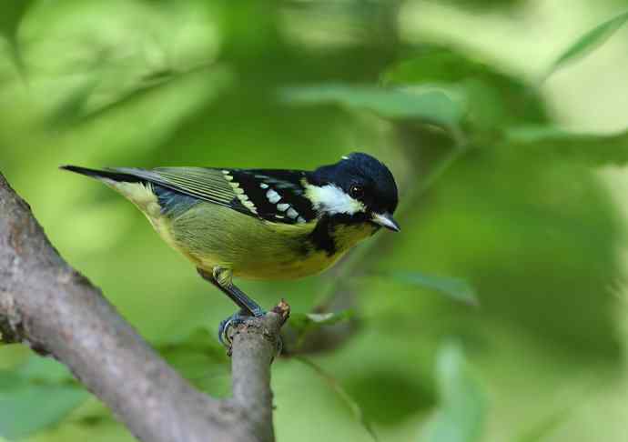 虎斑地鸫夜色中现身 wbr神坛威名依旧