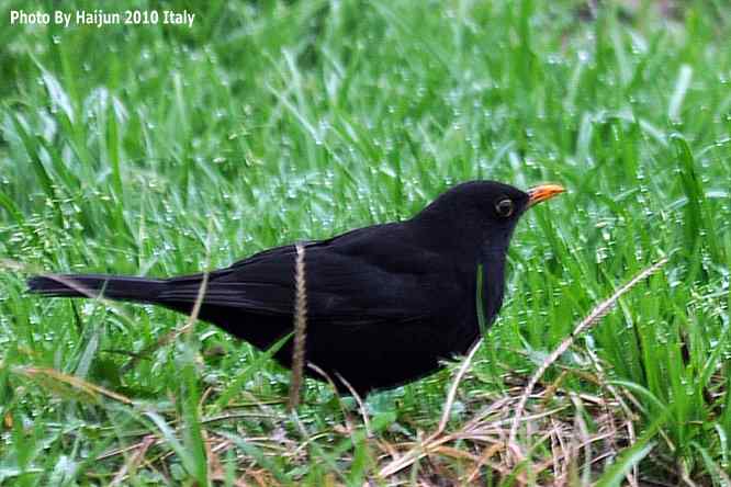 【亚平宁半岛之旅 wbr. wbr鸟鸟猎摄】