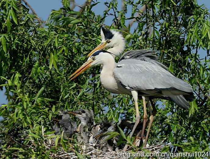 鹭家的午餐(翠湖湿地) 鹭家的午餐(翠湖湿地)