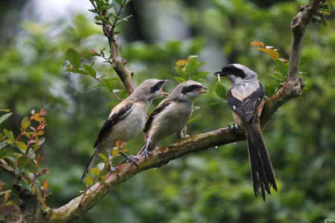 206.小伯劳成长记（2）雨中喂食