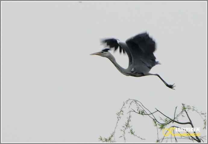 鹭舞【照片】 鹭舞【照片】