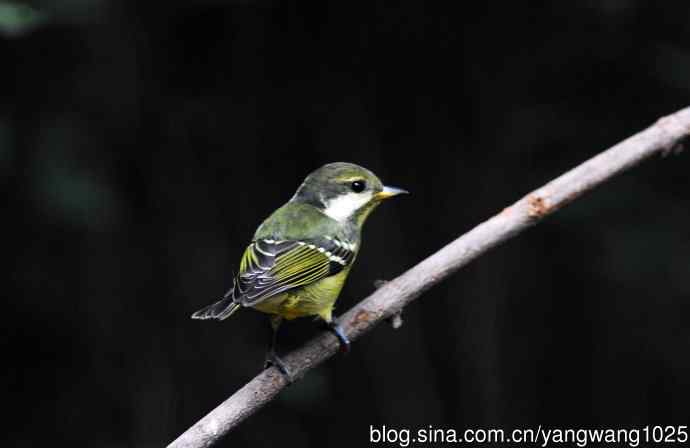 黄腹山雀（14）
