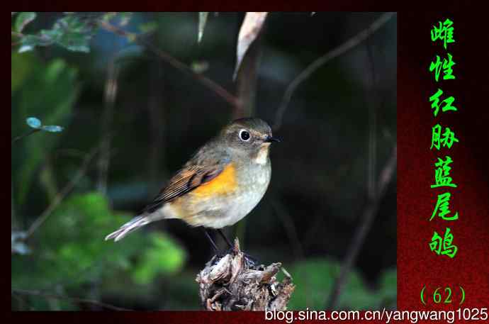 雌性红胁蓝尾鸲（62）