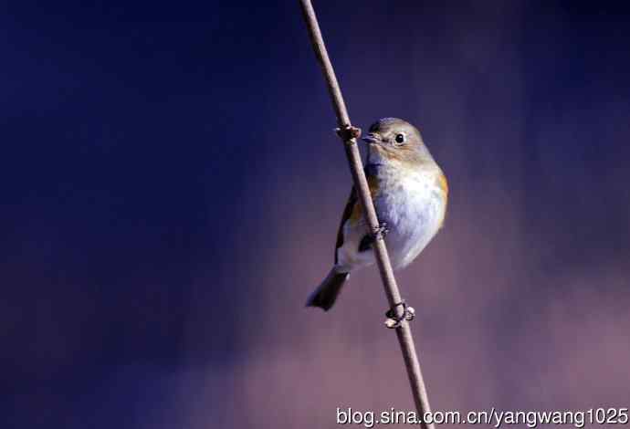 雌性红胁蓝尾鸲(36)