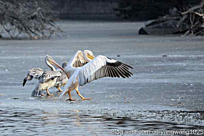 冰上鹈鹕舞 冰上鹈鹕舞