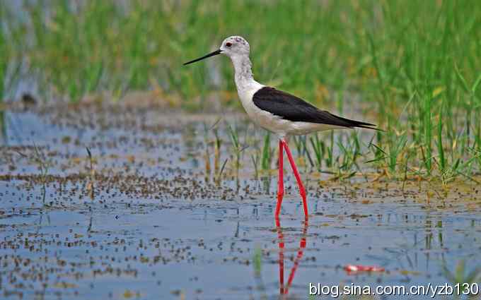 乌梁素海7——风情万种的美腿女一号（组图）