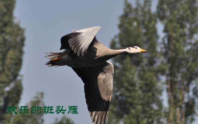 欢乐的斑头雁
