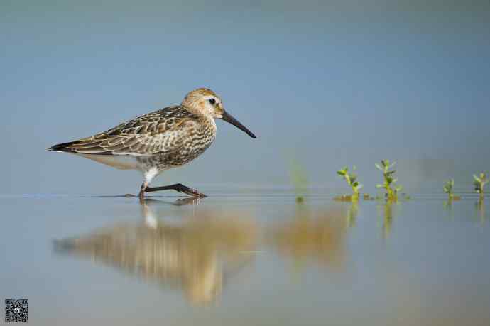 一组野鸭湖的鸻(heng)鹬(yu)类鸟