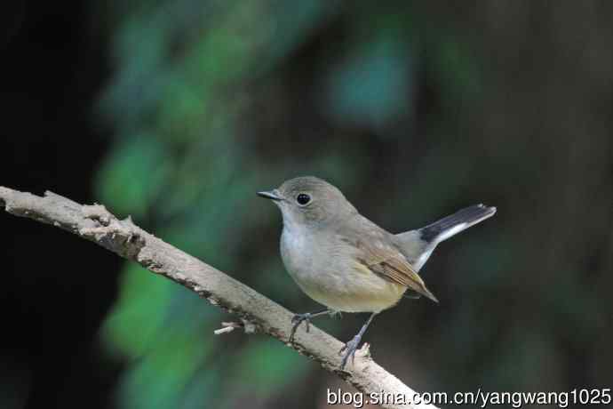 秋天的红喉姬鹟(3) 秋天的红喉姬鹟(3)