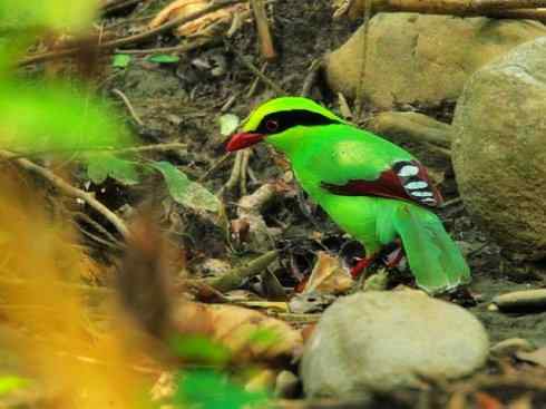 美丽无罪：雀鸟之绿鹊
