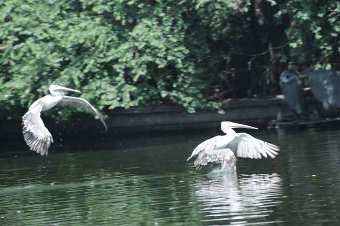 再次看到鹈鹕飞