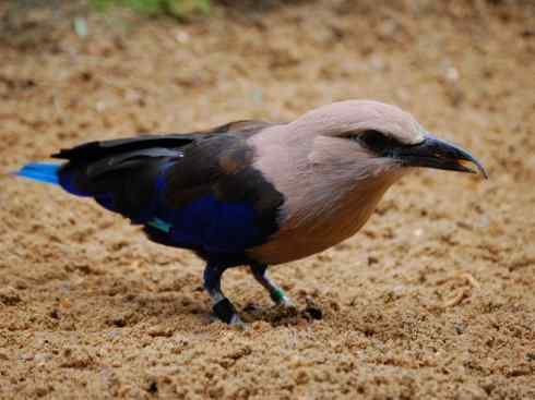 绝色攀禽：佛法僧目之佛法僧2