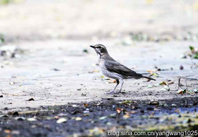 赤颈鸫的一个亚种（记录版）