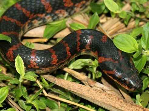 龙:传说的兽原型探秘(游蛇类) 龙:传说的兽原型探秘(游蛇类)